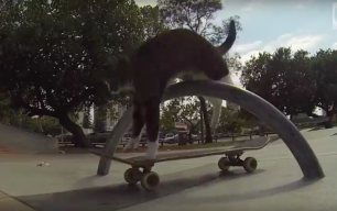 didga el gato skater