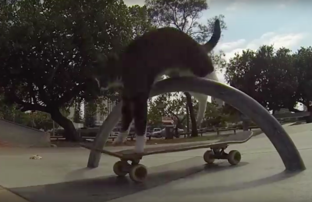 didga el gato skater