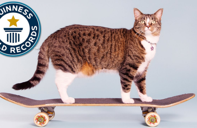 didga gato skater record guiness